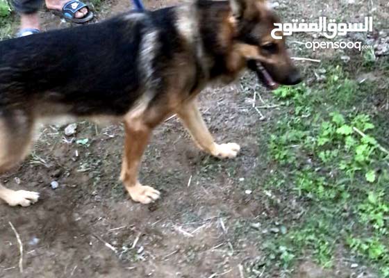 كلب جرمني مطيع للبيع 149860267 السوق المفتوح