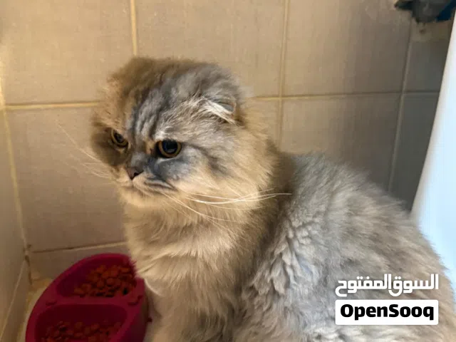 قطه انثى سكوتش فولد عمرها 5 سنوات وده  female cat Scottish fold ears here adge 5 year