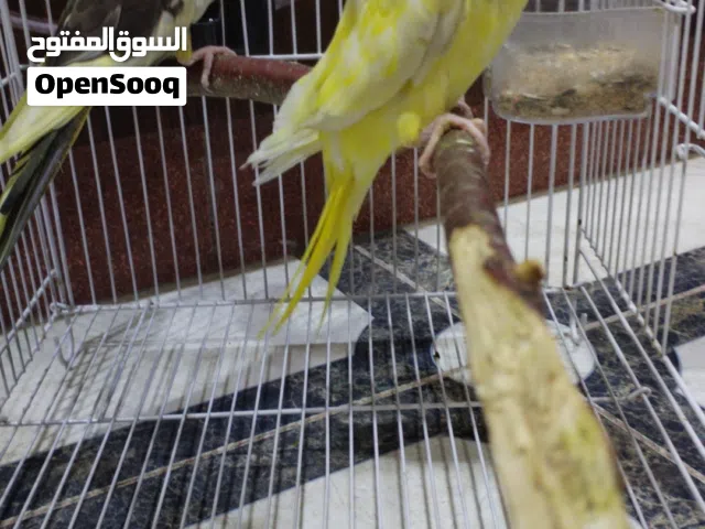 السلام عليكم كوكتيل للبيع