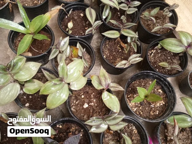 نباتات المكحلة بنوعين سنادين صغيرة مزروعة بيتموس  للبيع سعر القطعة على الف .نباتات سريعة الإكثار