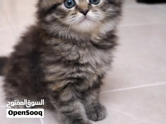 قطة شيرازي أنجورا تركي، أنثى ، شعر كثيف ، عمر شهر ونص والبيع عند الفطام ( اتمام الرضاعة)