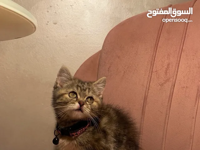 كتن انثى سكوتش فولد