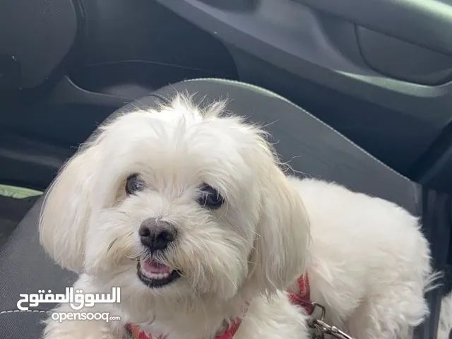 احتاج كلب او كلبه للبيع بسعر مناسب جدا 50-60 الف