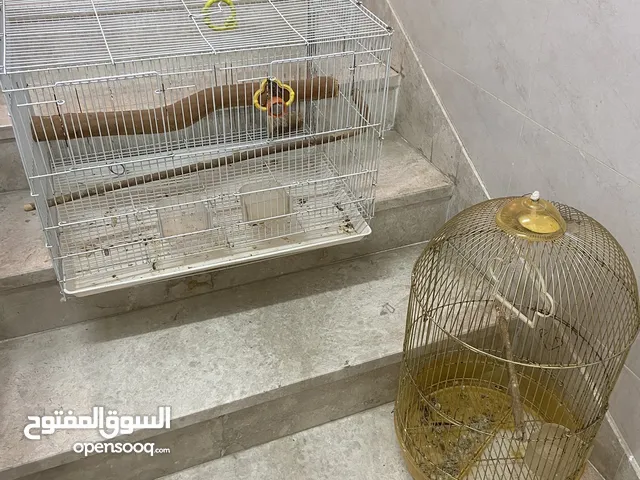 قفصين بحاله جميله مافيهم اي عطل