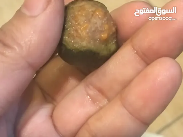 original rudraksha fruits