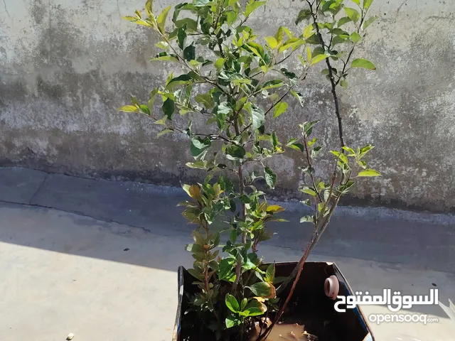 شتلات فواكه للبيع