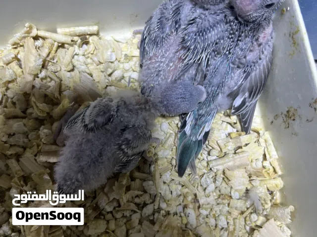 البيع افراخ طيور الحب زق العدد3