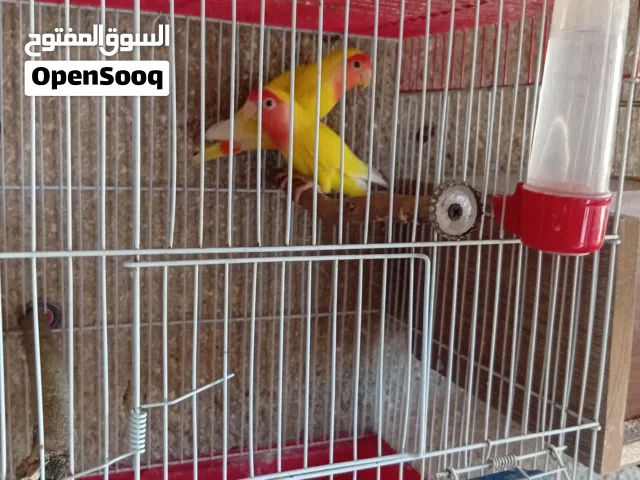 جوز روز البينو شغال