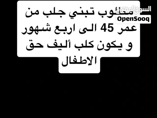 مطلوب تبني جلب من عمر 45 الى اربع شهور و يكون كلب أليف حق الاطفال
