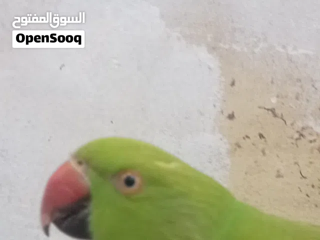 دره للبيع حجم جامبو