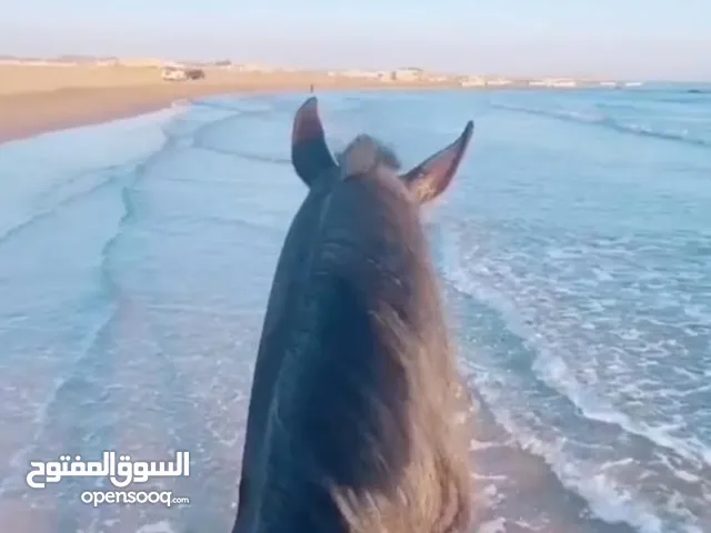sultan