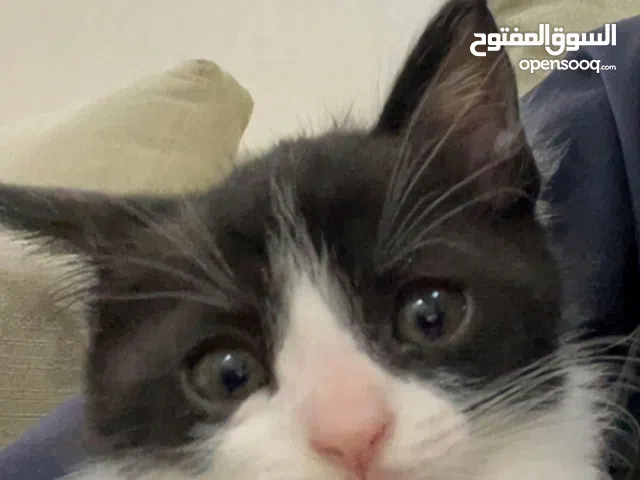 قطه للبيع 1800