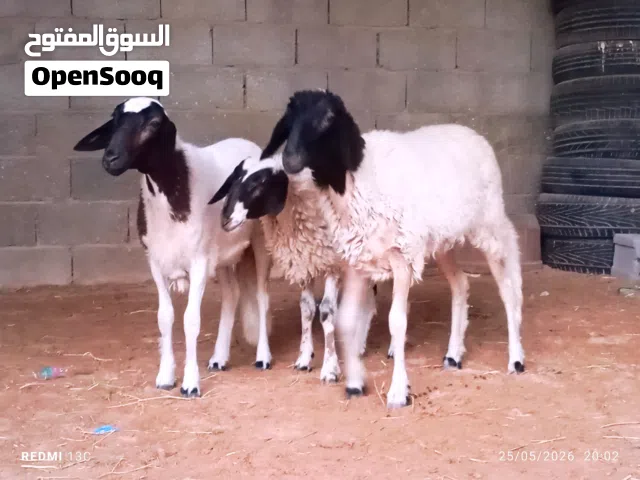 حوليات موس تبارك الرحمن