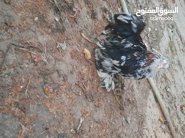 ديك استرالي للبيع .                ....                  ....                .              .