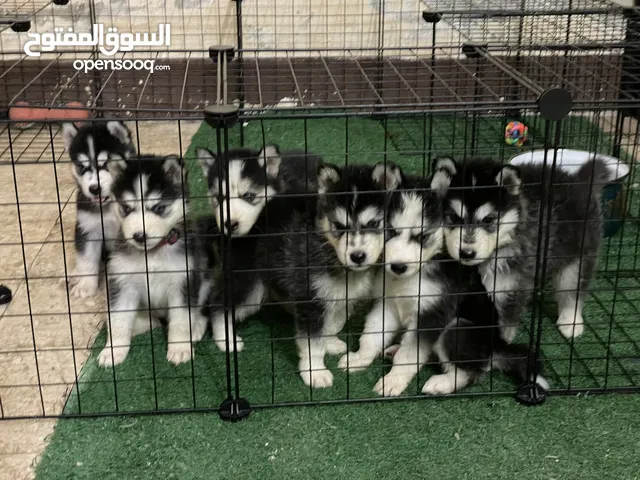 Husky puppies / جراوي هاسكي........