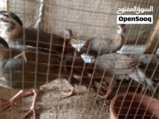 عقب حجه فخره