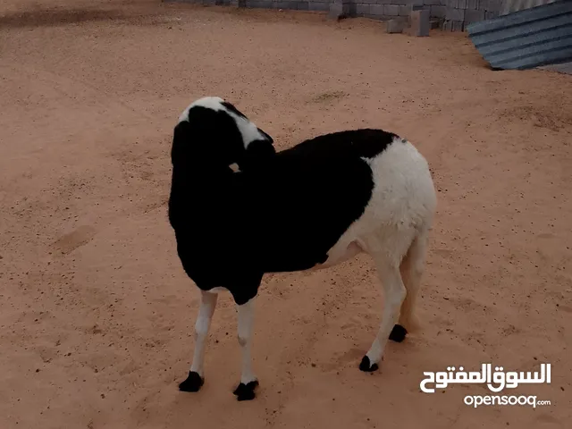 نعجه هجين .