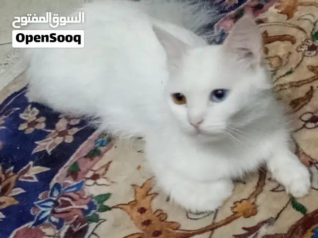 Rare White Turkish Angora Cat -  Eyes Blue + Amber