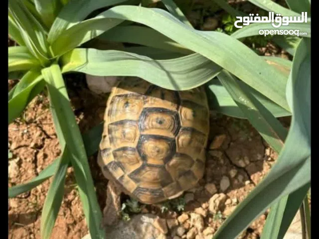 سلحوفه زوج ذكر وانثى تربيه منزليه تواصل واتساب اواتصال