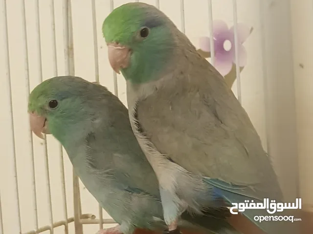 parrotlet adult pair and..2 young birds