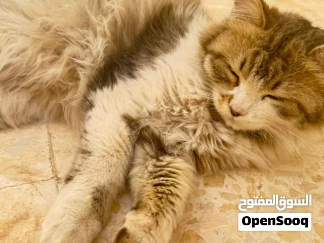 قطه سيبيري فاريسي درجه