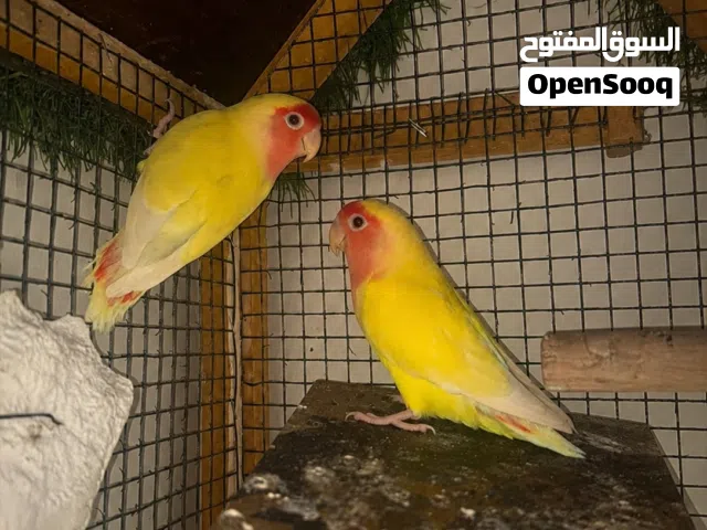 للبيع روز  الاصفر زوج  وزوج الاخضر  مع القفص صغير