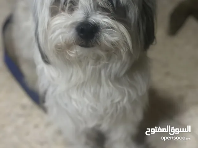 كلب زينه مخلص مطعيم معها دفترمطعيم