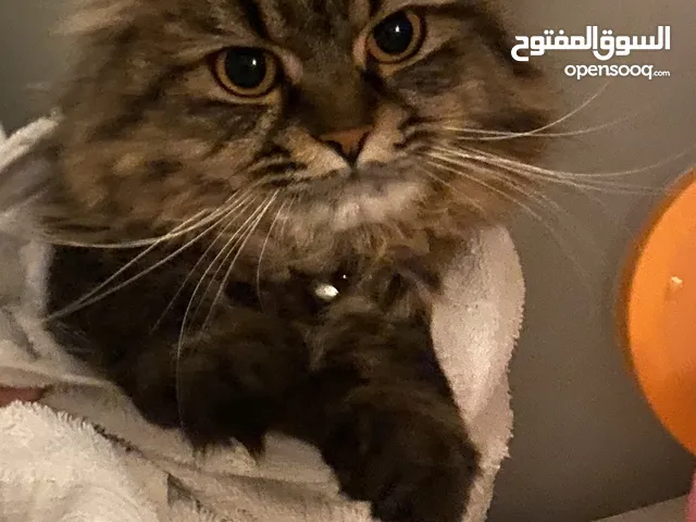 قطه للتبني معقمه مطعمه مع جميع أغراضها