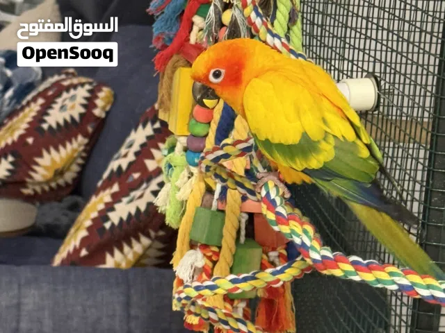 صن كنيور صبغة جداً مميزه