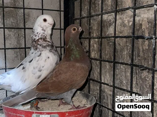 حمام للبيع
