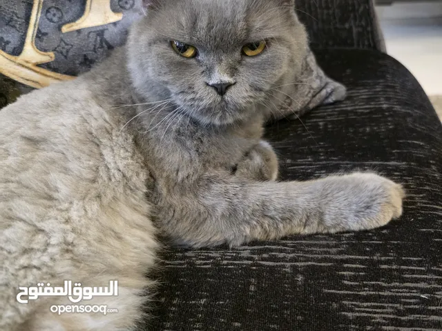 قط ذكر سكوتش ميكس لونغ هير للبيع