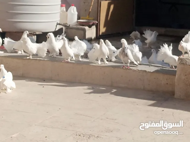 حمام هزاز البينو ابيض كوم للبيع