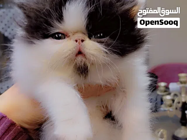 قط ذكر فان بلاك عمره 50 يوم