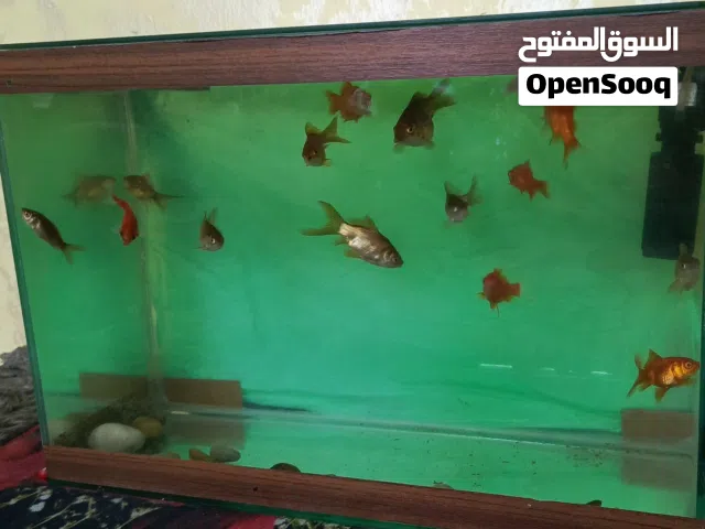 حوض سمك مع فلتر