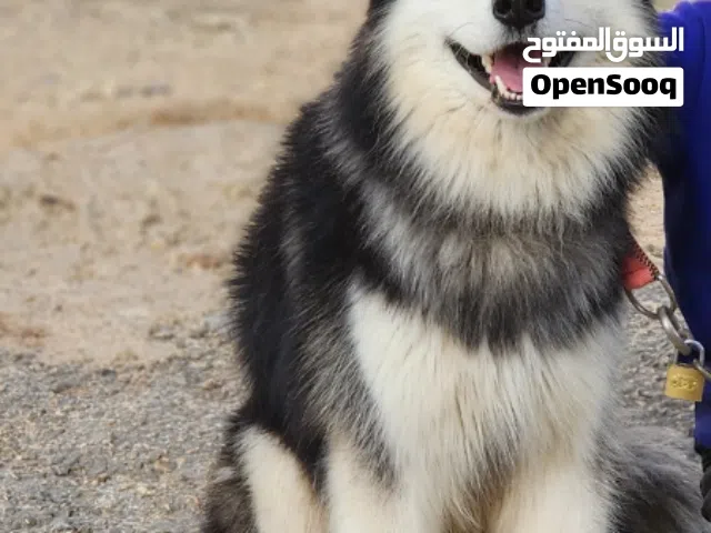 كلب ذكر هاسكي الاصلي بيور  العمر 16 شهر  مطلوب فيه 100 قابل للتفاوض  الموقع دابوق بدر الجديده