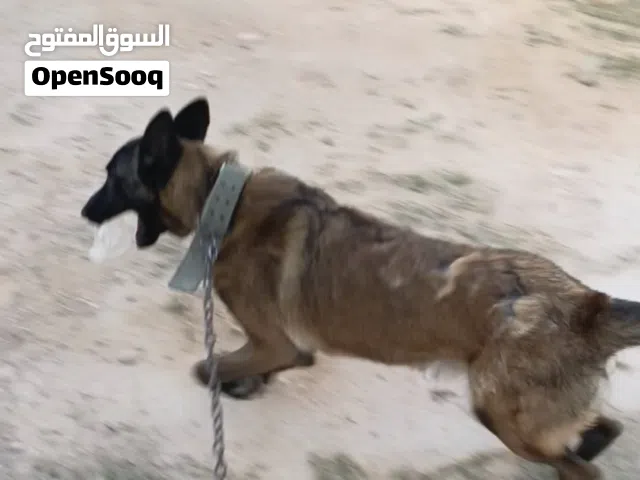 انتايه ملينوا العمر سنه 3شهور