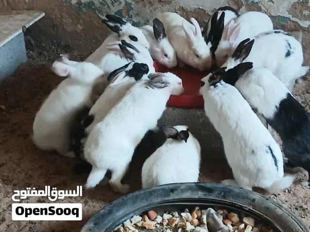 أرانب مالطي عربي وهجين