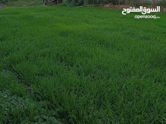 قطع زراعيه للبيع مع دور سكنيه