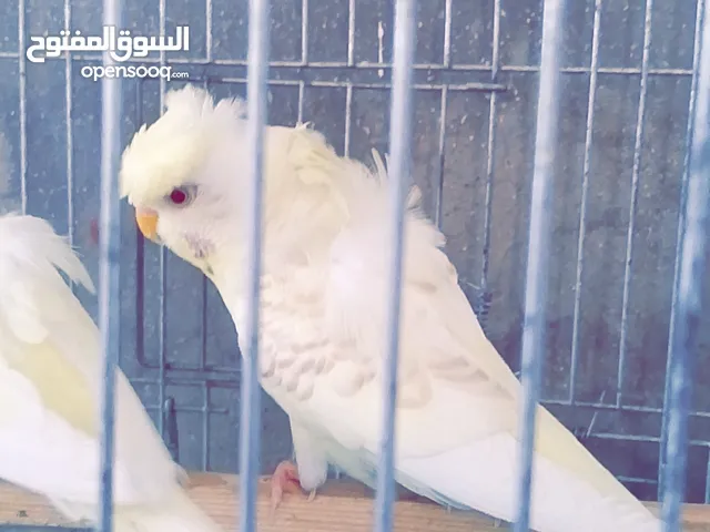 جوز هوقو رومو الماني بصلاة عل نبي