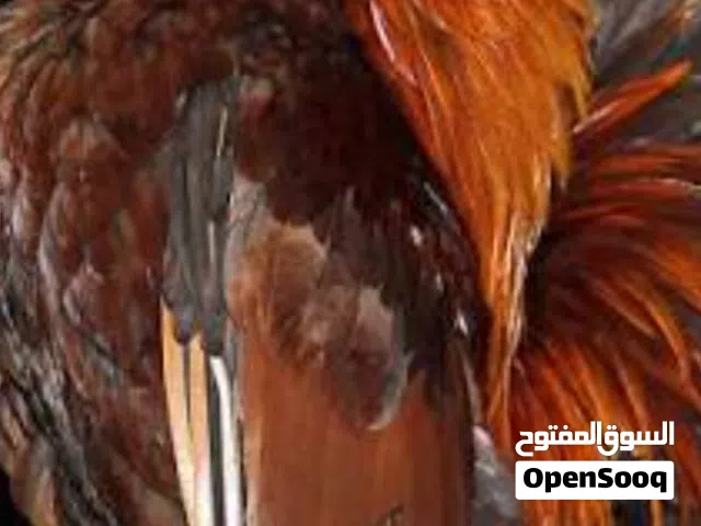 دجاج الزينة للبيع كل الانواع