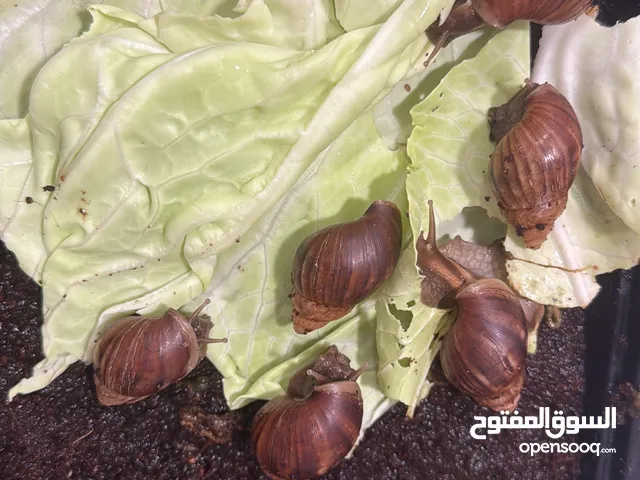 حلزون أفريقي متوفر كله الحجم