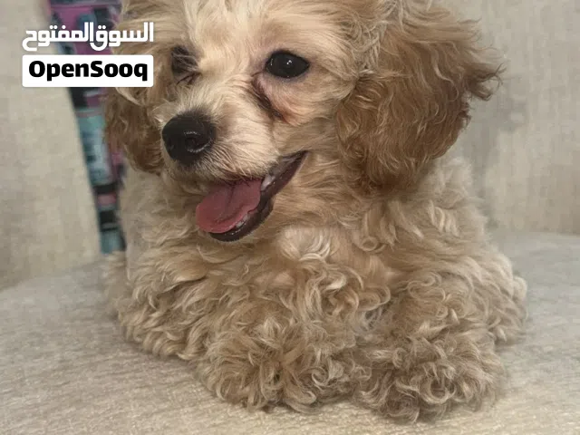 Toy Poodle