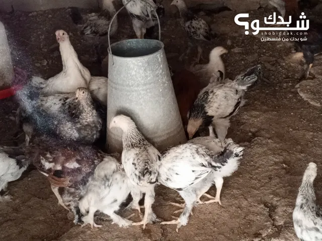 فراخ جاج برهومي