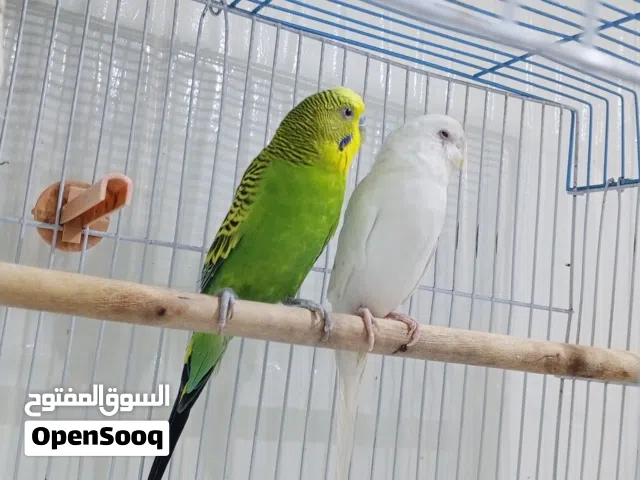 زوج طيور حب النثيه البينو والذكر عادي