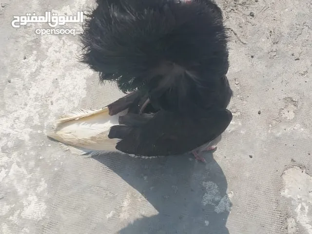 fancy pigeon pair with cage and food also tame