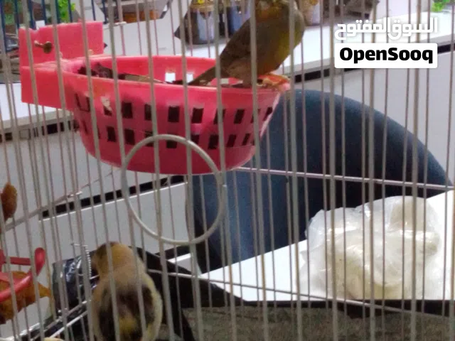 بييع مجموعة طيور كناري