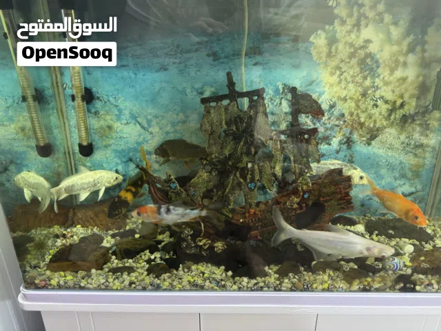 اسماك زينة للبيع