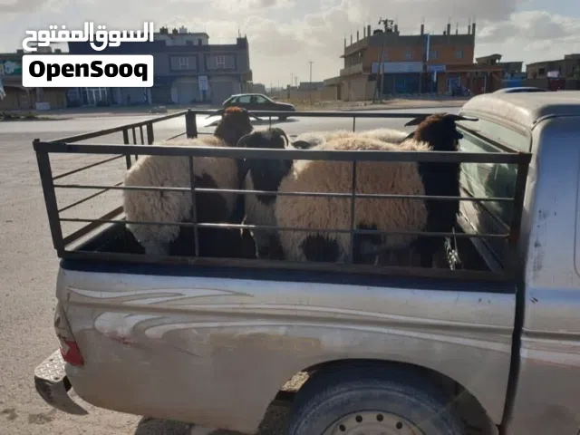 سبوندي سعي وشيالة لمتشي ملتزمة او بلكة
