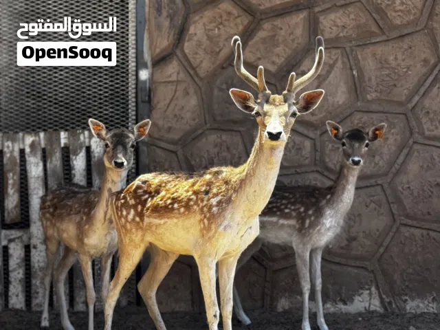 غزال الايل 2اناثي وذكر امهات