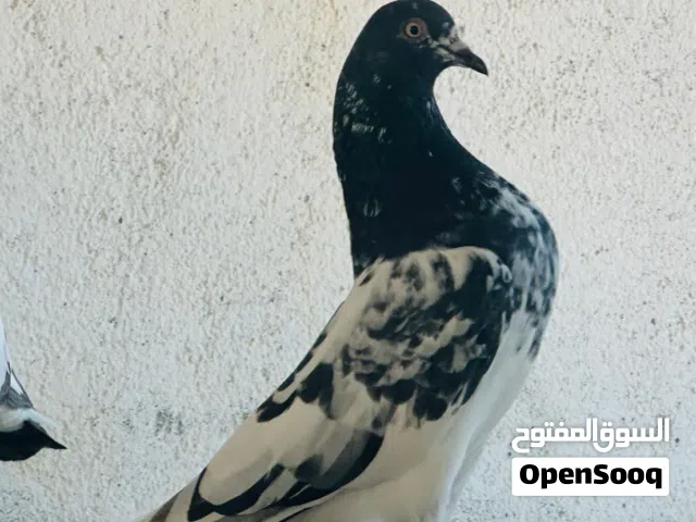 حمام باكستاني مستوى عالي طيران عالي جدا بالساعات